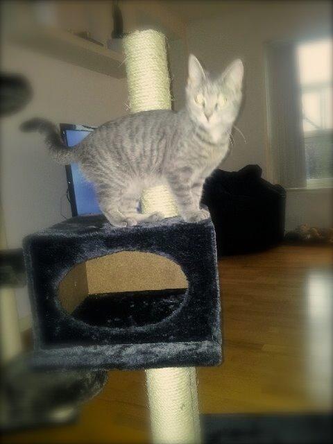 Huskat Putte billede 15