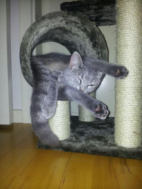 Huskat Putte billede 16