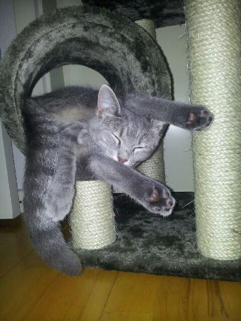 Huskat Putte - Zzzzzzzz billede 17