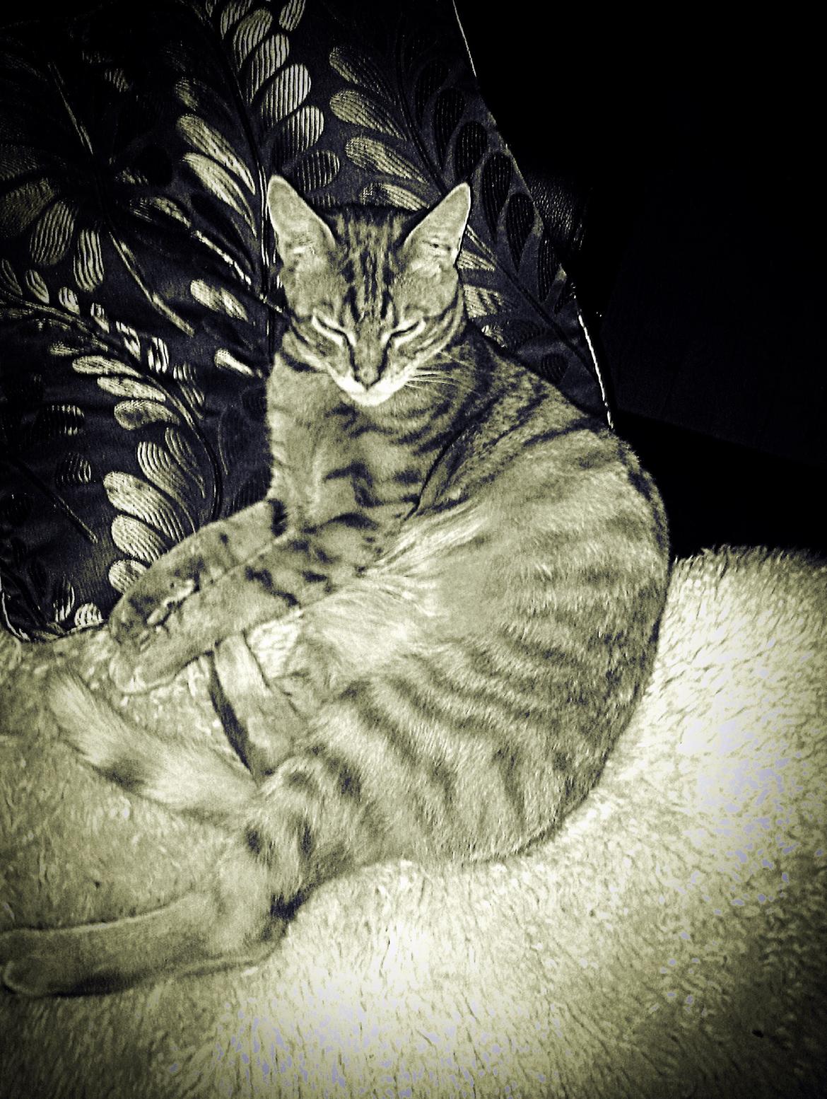 Blanding af racer Mads billede 1