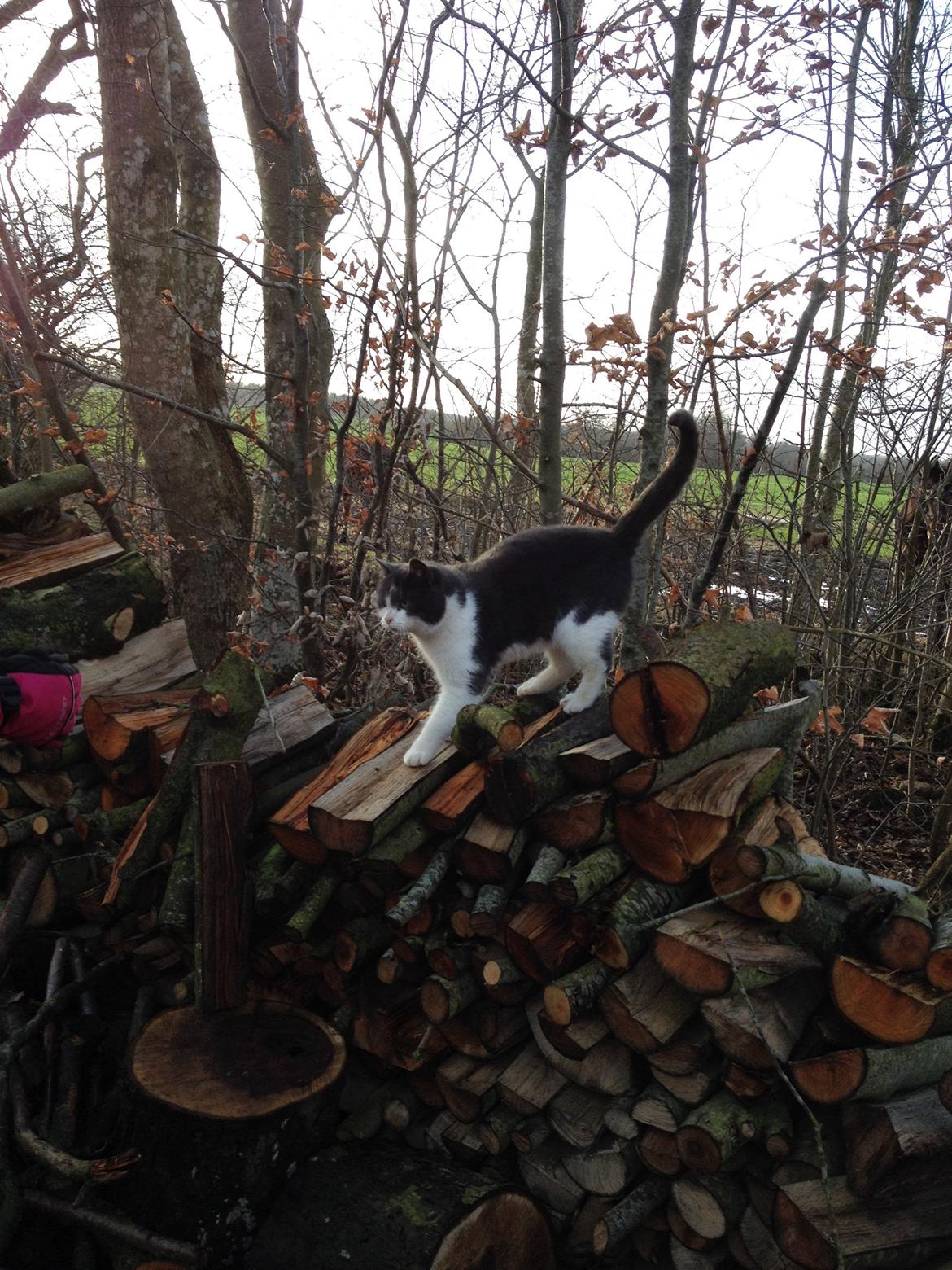 Huskat Aladin billede 2