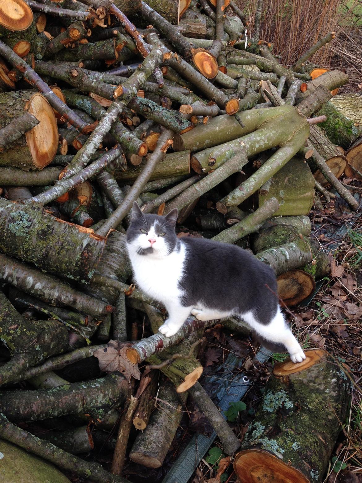 Huskat Aladin billede 4