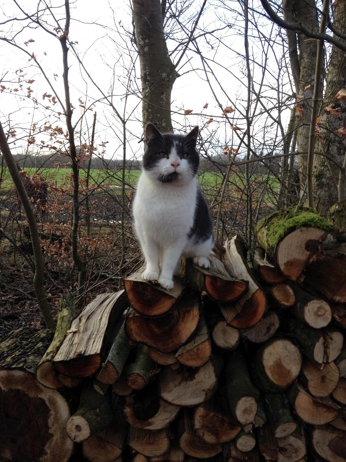 Huskat Aladin billede 7