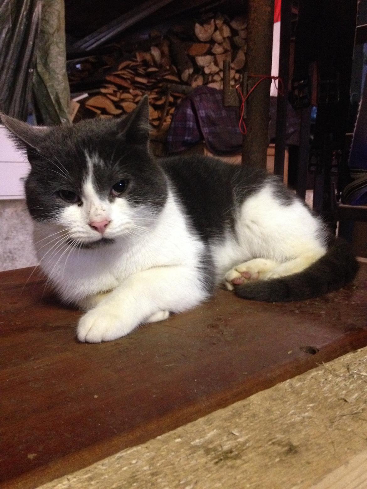 Huskat Aladin billede 8