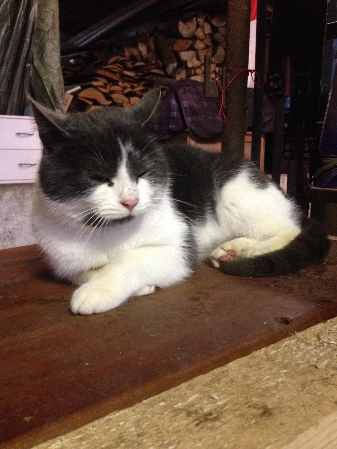 Huskat Aladin billede 10