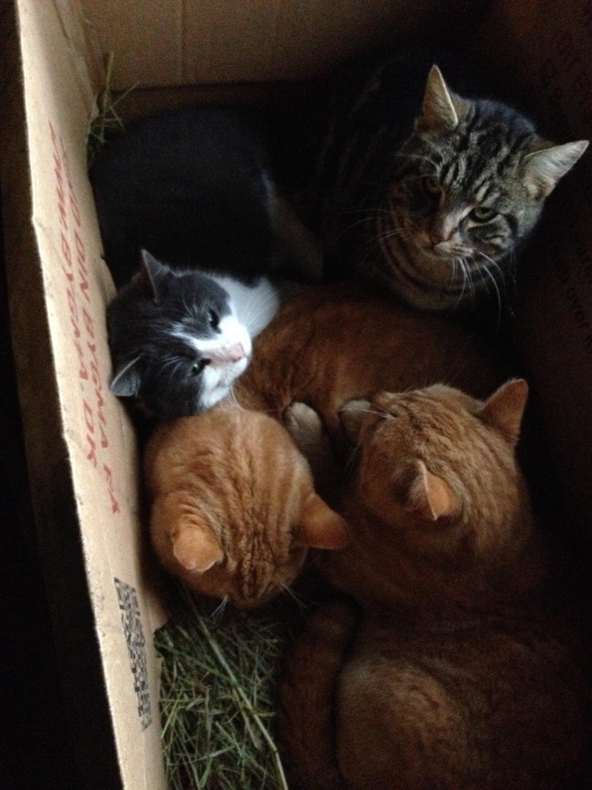 Huskat Aladin billede 11