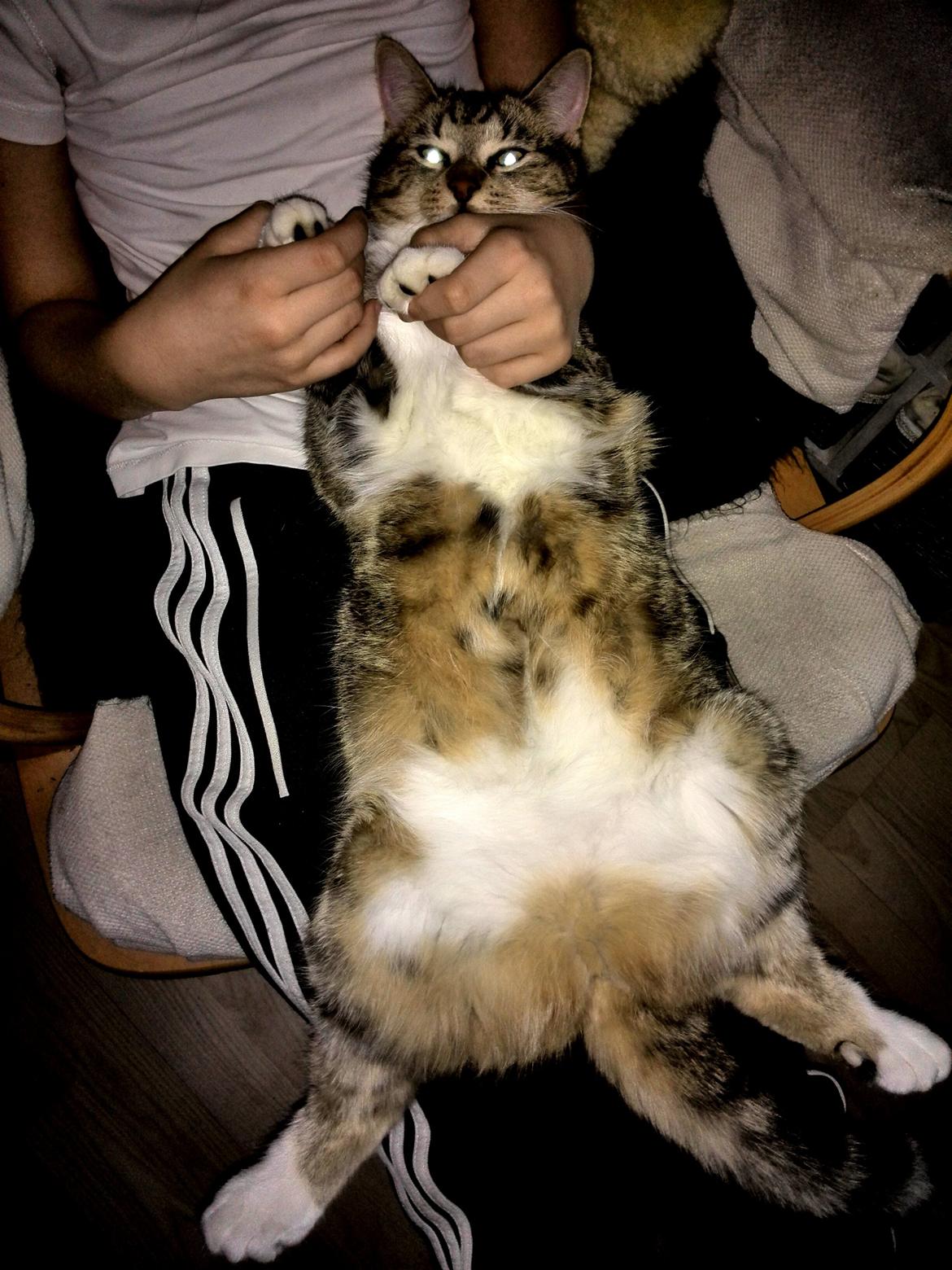 Huskat Ponyo billede 26