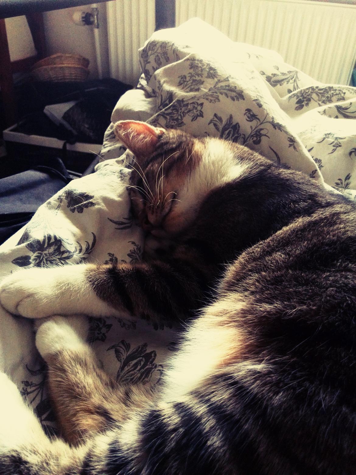 Huskat Ponyo billede 27