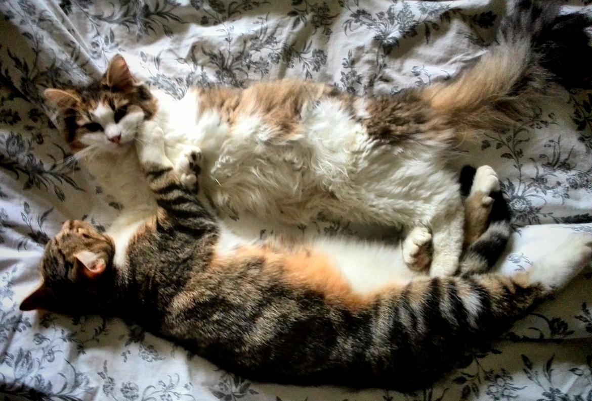 Huskat Ponyo billede 28