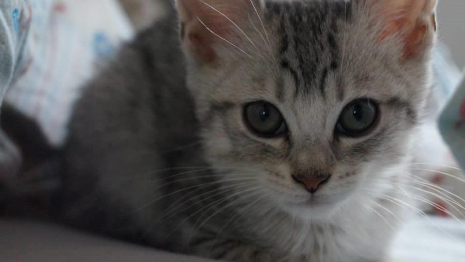 Blanding af racer Milo billede 1