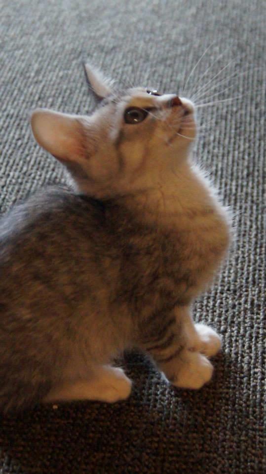 Blanding af racer Milo billede 2