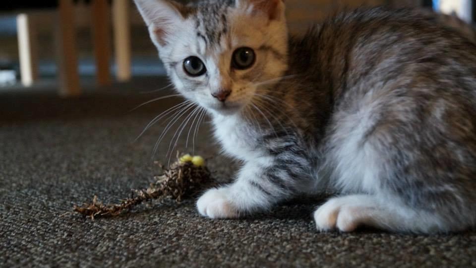 Blanding af racer Milo billede 3