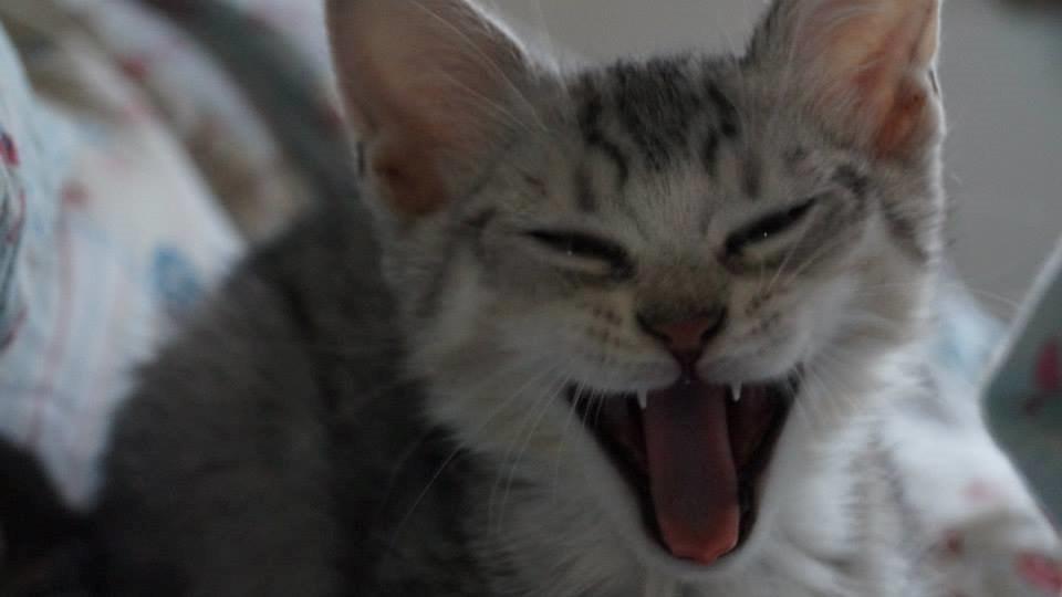 Blanding af racer Milo billede 4