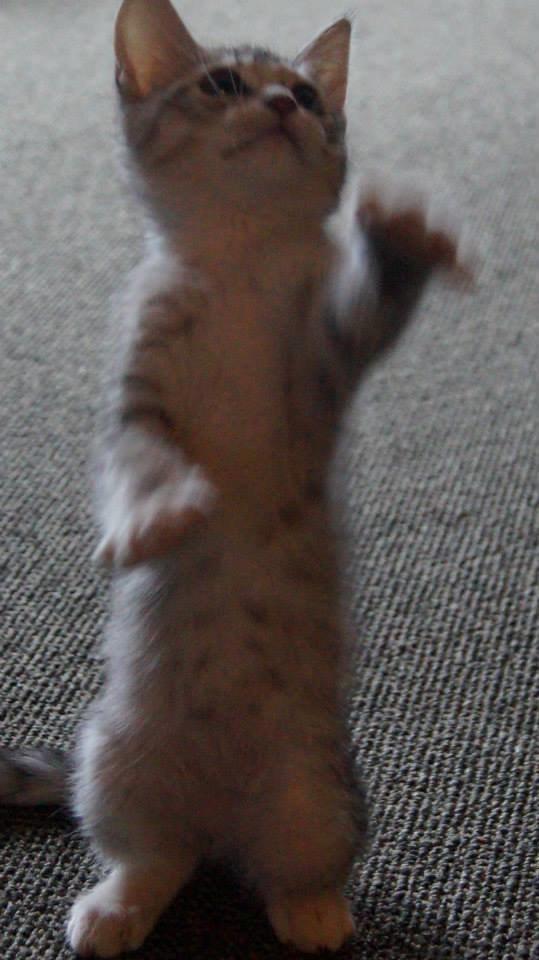 Blanding af racer Milo billede 5