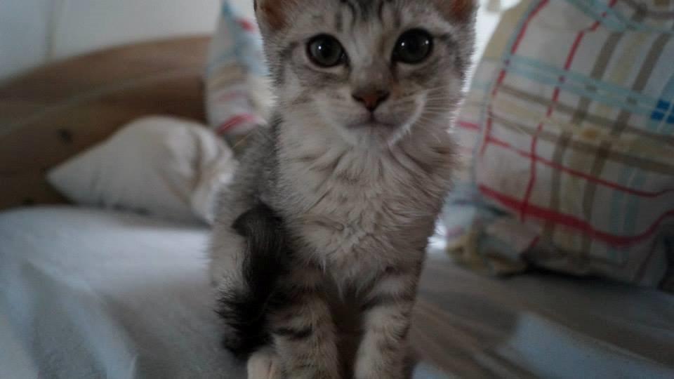 Blanding af racer Milo billede 6