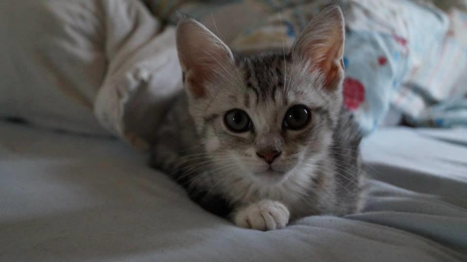 Blanding af racer Milo billede 7