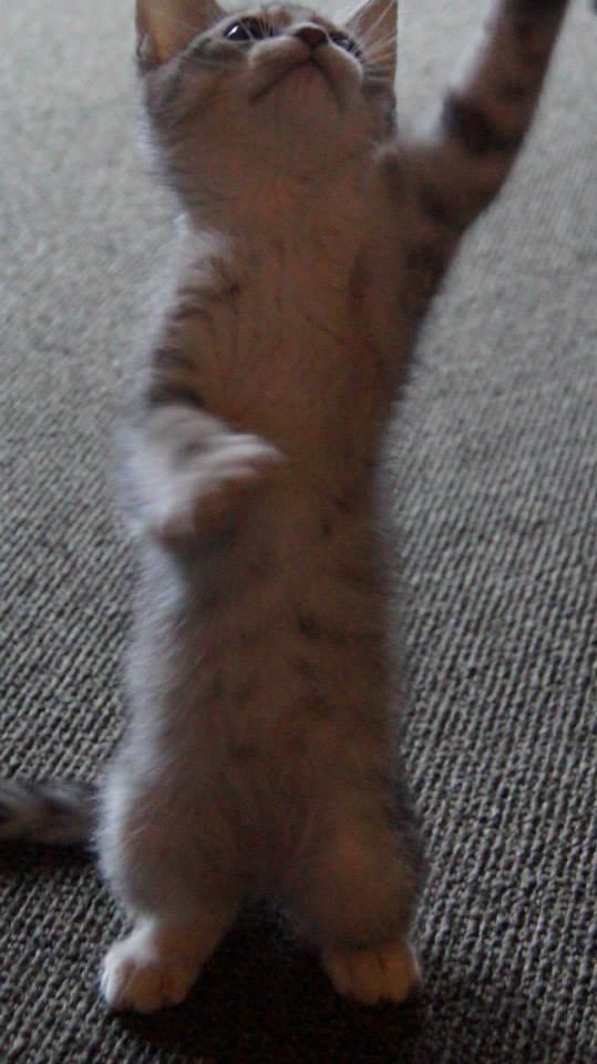 Blanding af racer Milo billede 8