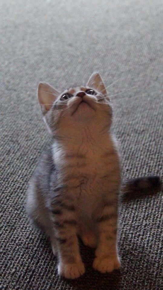 Blanding af racer Milo billede 9