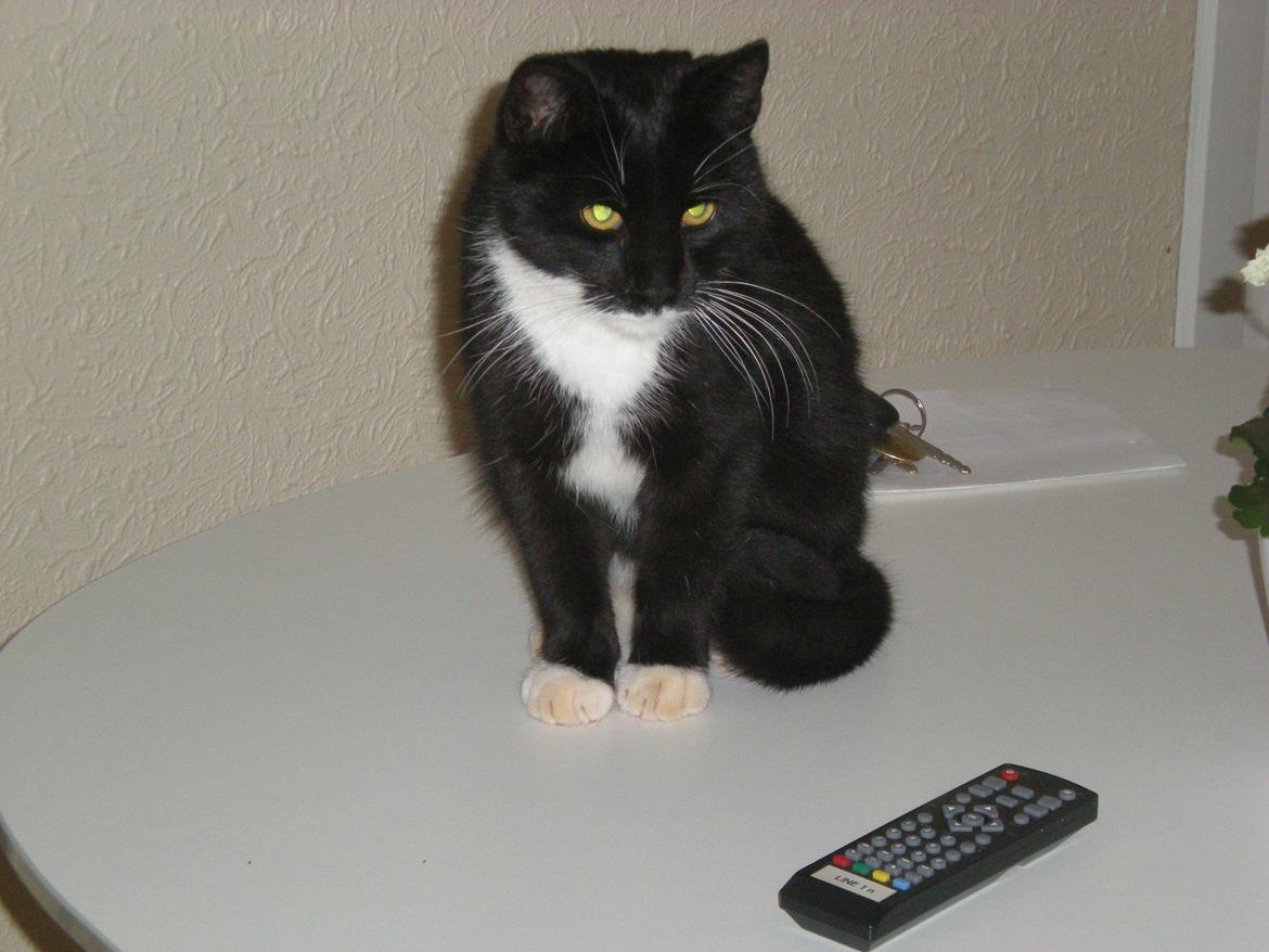 Huskat Snøvsen - Snøvsen som lille billede 8