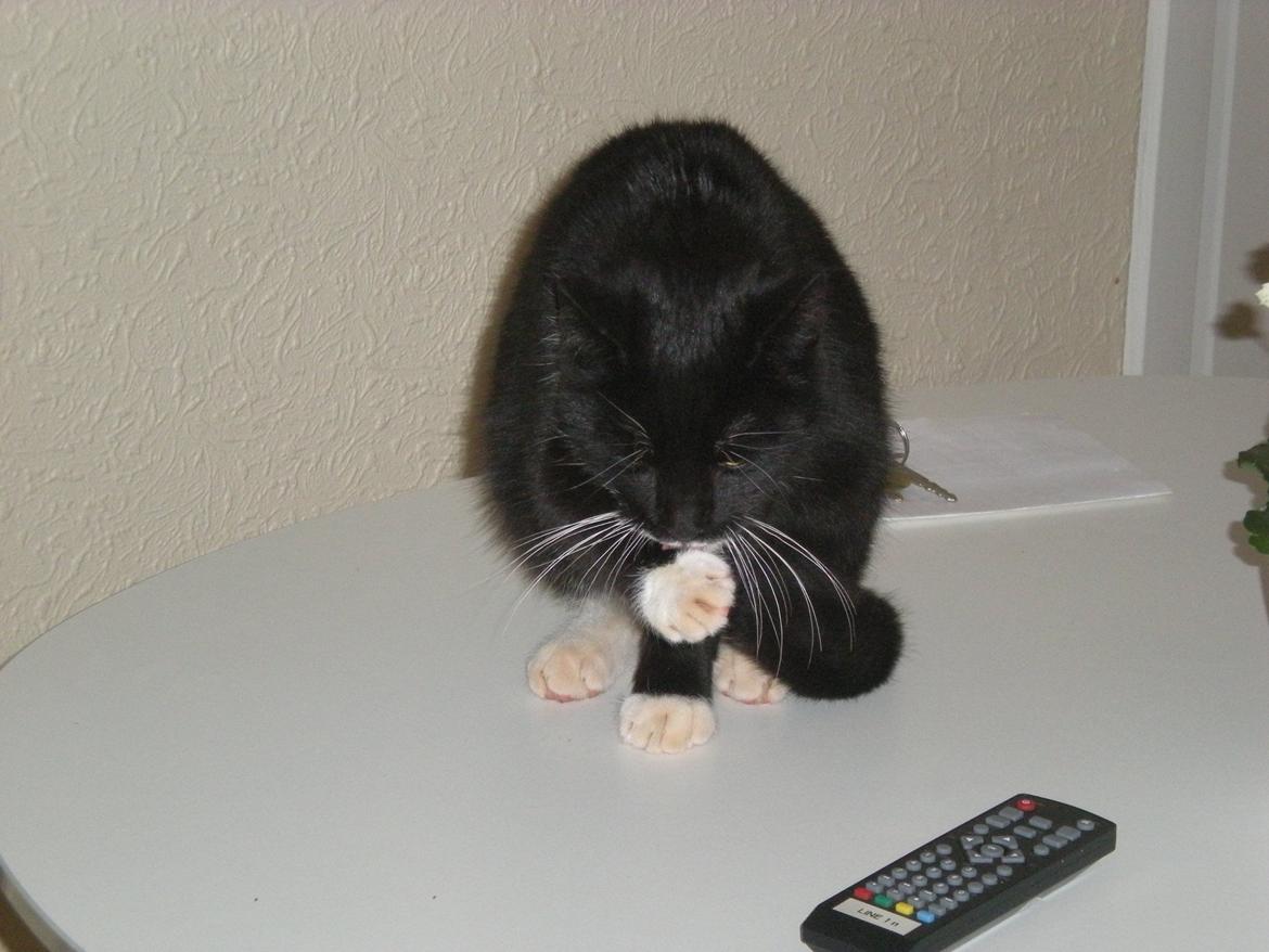 Huskat Snøvsen - Som lille. Han slikker sig. billede 9