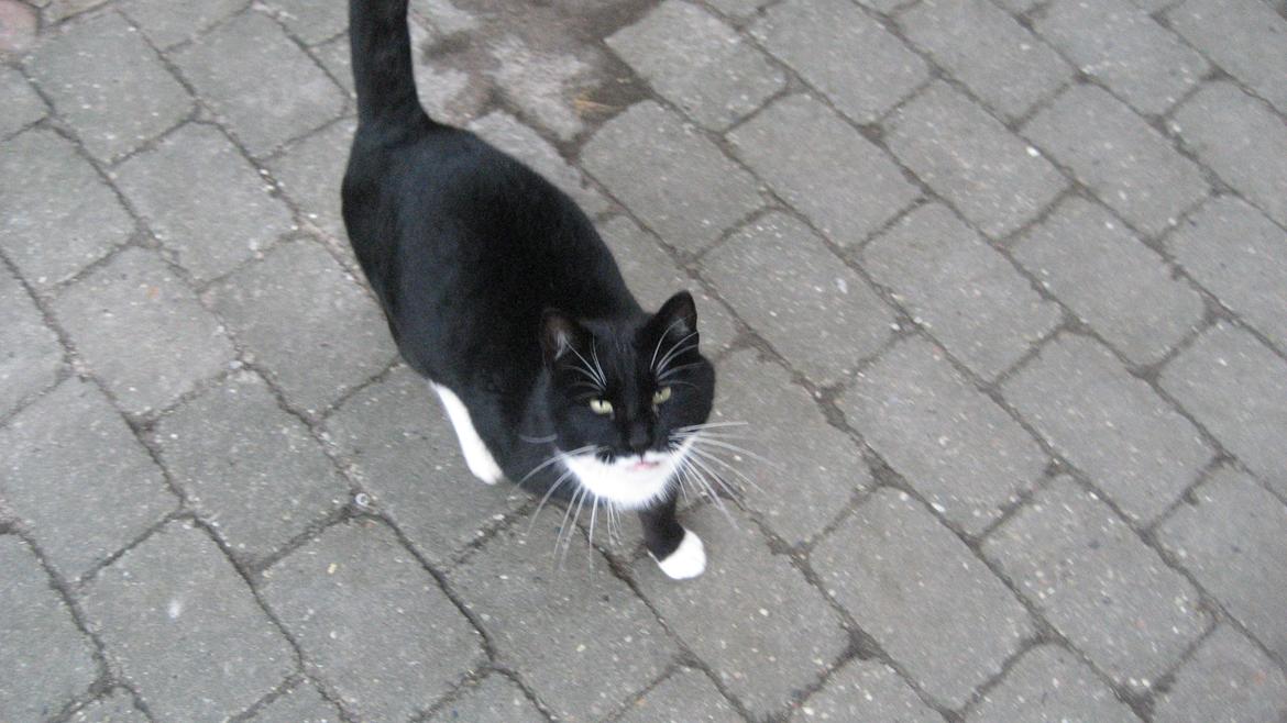 Huskat Snøvsen - Snøvs <3 billede 4