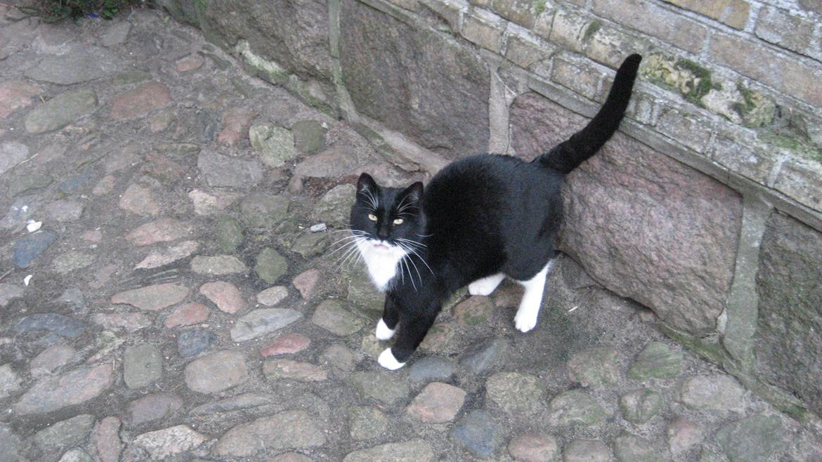 Huskat Snøvsen - Flotte billede 6