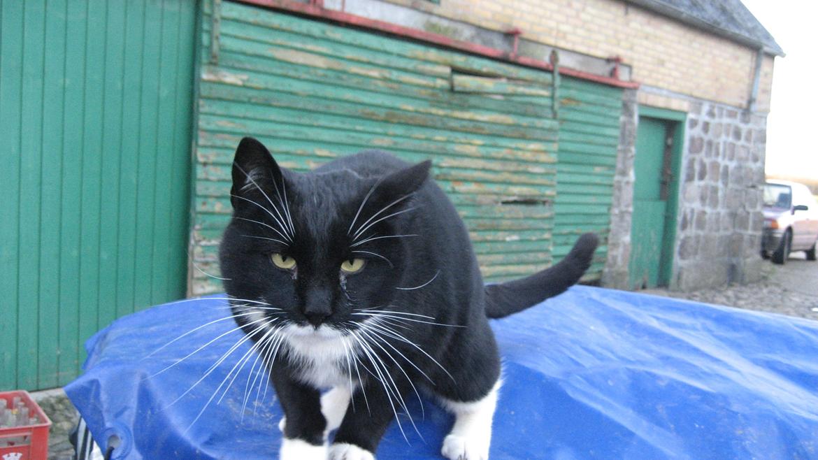 Huskat Snøvsen - Hallo? billede 3