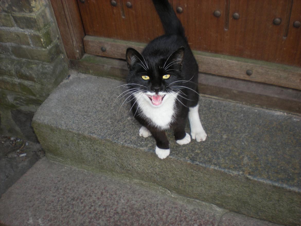 Huskat Snøvsen - Miav!... billede 5