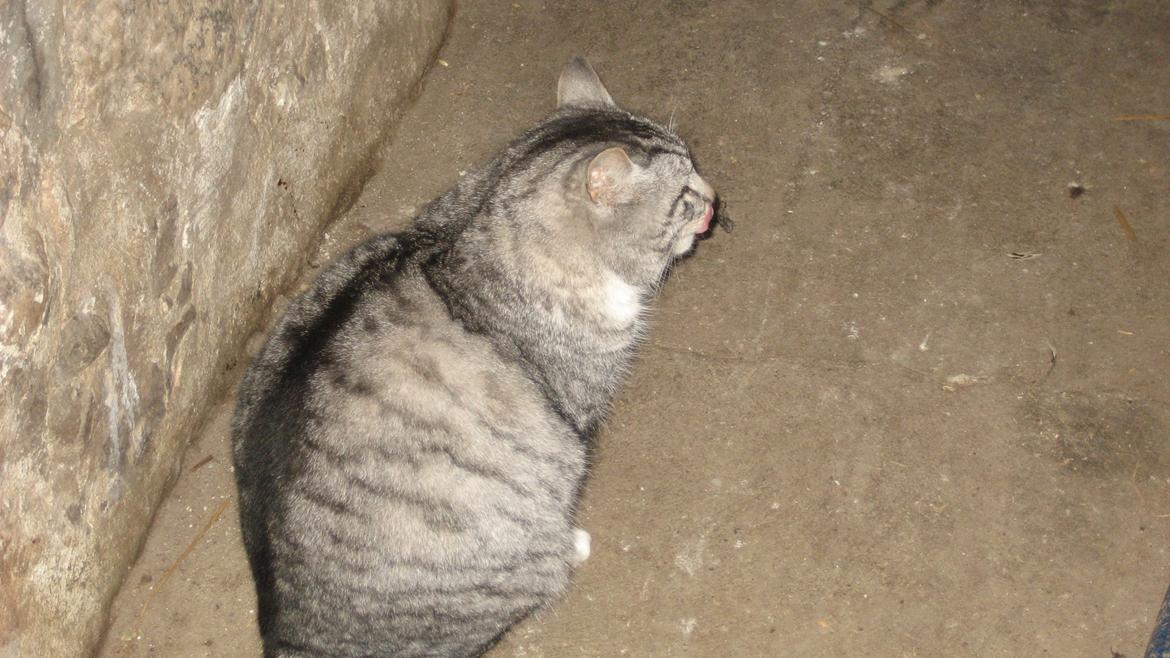 Huskat Miss Mie - Mønster i pels billede 6