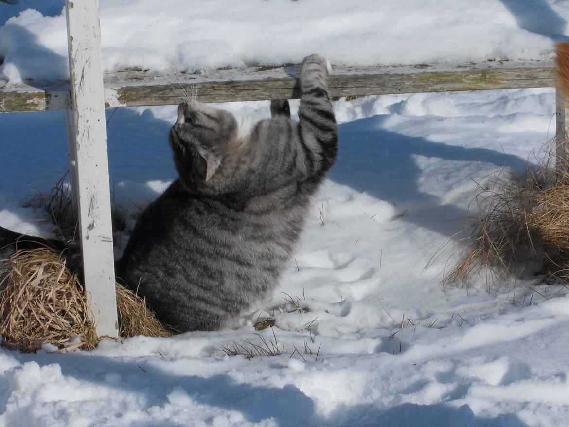 Huskat Miss Mie - Nu har jeg dig, bænk! billede 5