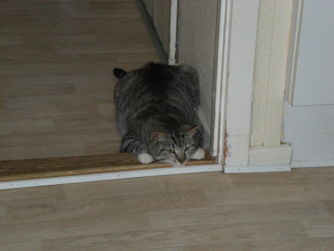 Huskat Miss Mie - Elsker dette billede. :) billede 3