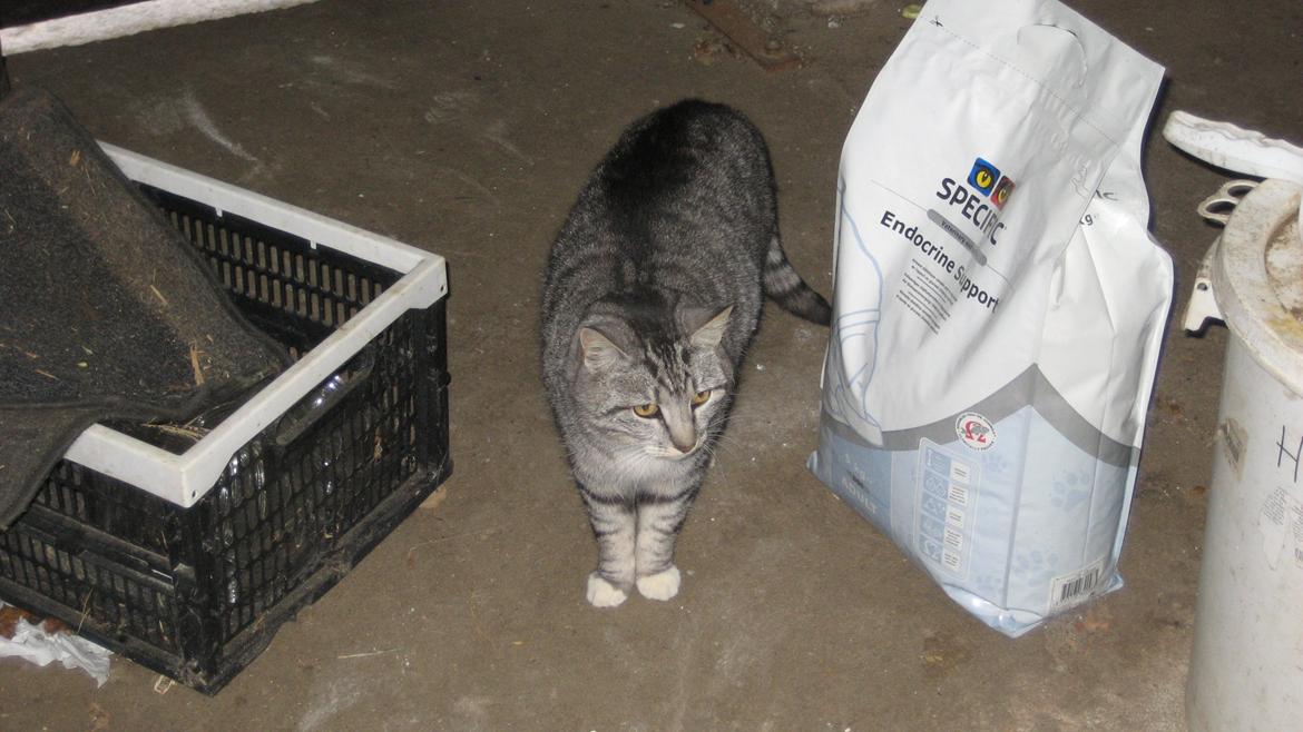 Huskat Miss Mie - Er det mit mad? billede 7