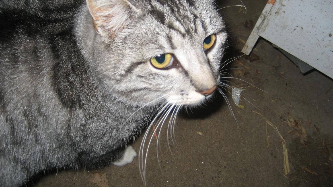 Huskat Miss Mie - Lille mis <3 billede 8