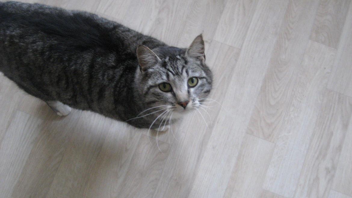 Huskat Miss Mie - Må jeg få det stykke kød? billede 2