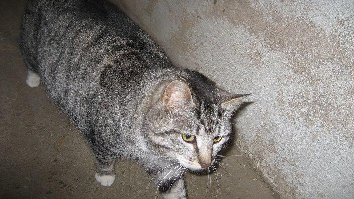 Huskat Miss Mie - Hejsa! billede 9