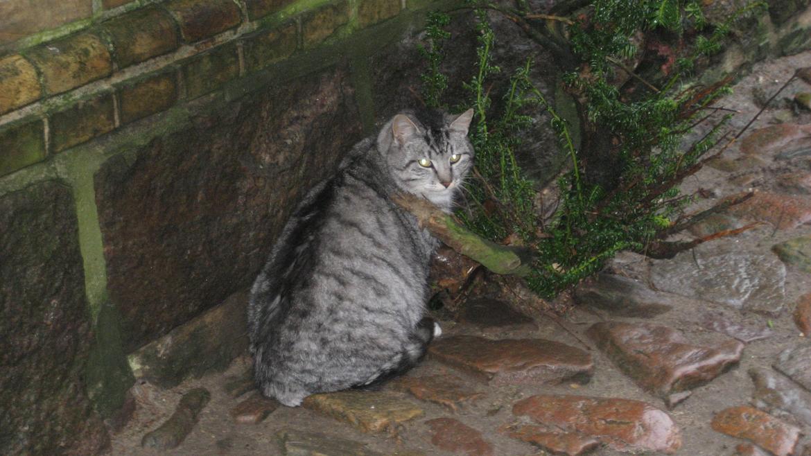 Huskat Miss Mie - Hviler mig lige her... billede 4