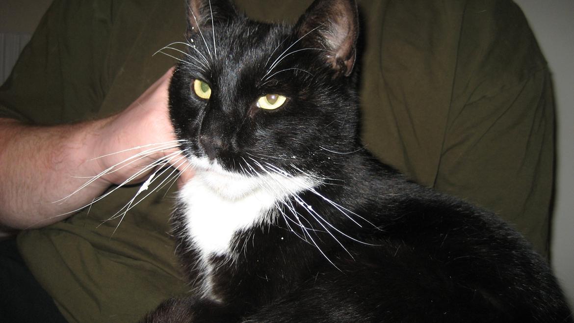 Huskat Snøvsen - Majestætisk kat :) billede 2