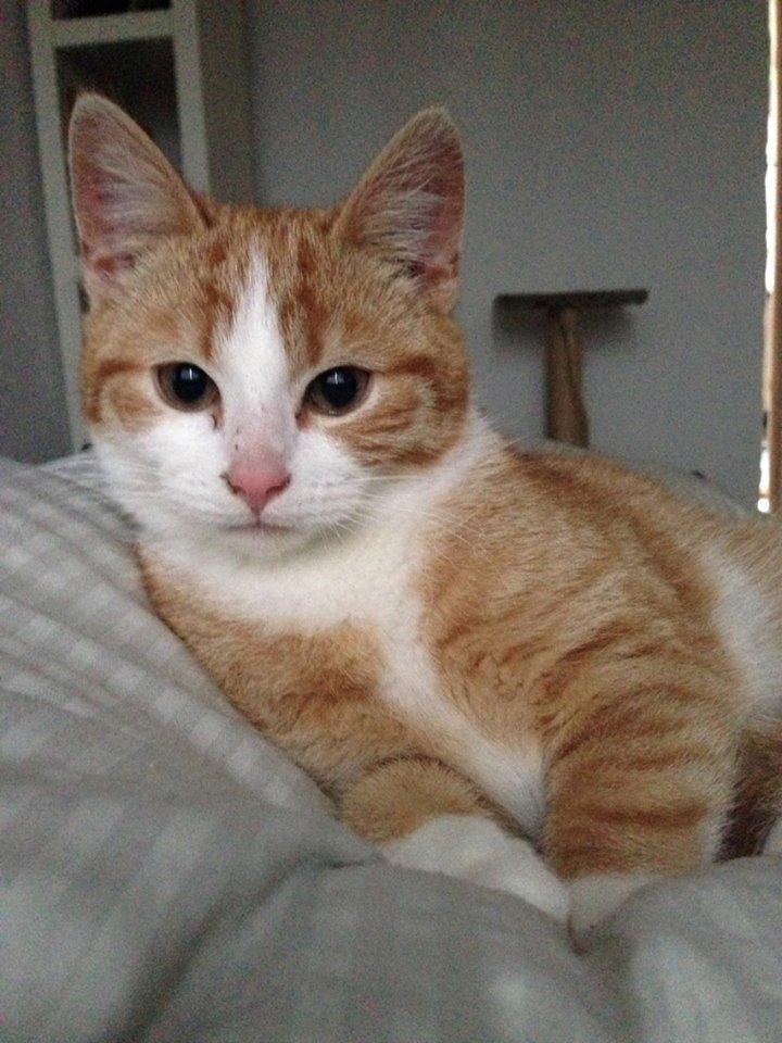 Huskat Anakin - Anakin 6 måneder 
12.01.14 billede 9