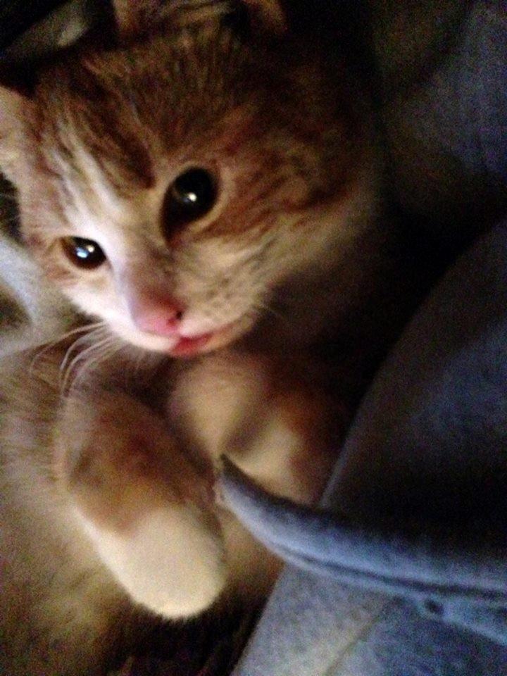 Huskat Anakin - 12.01.14 billede 10