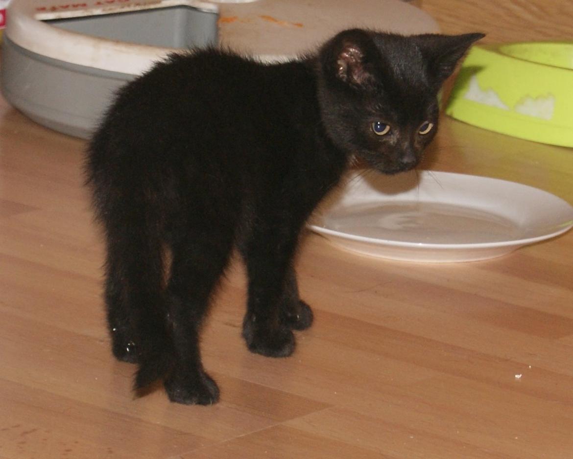 Huskat "Blackie " Alias "Lille punktum" billede 1