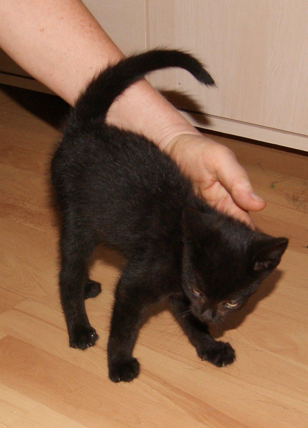 Huskat "Blackie " Alias "Lille punktum" billede 2