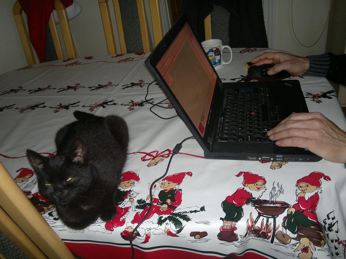 Huskat "Blackie " Alias "Lille punktum" billede 3