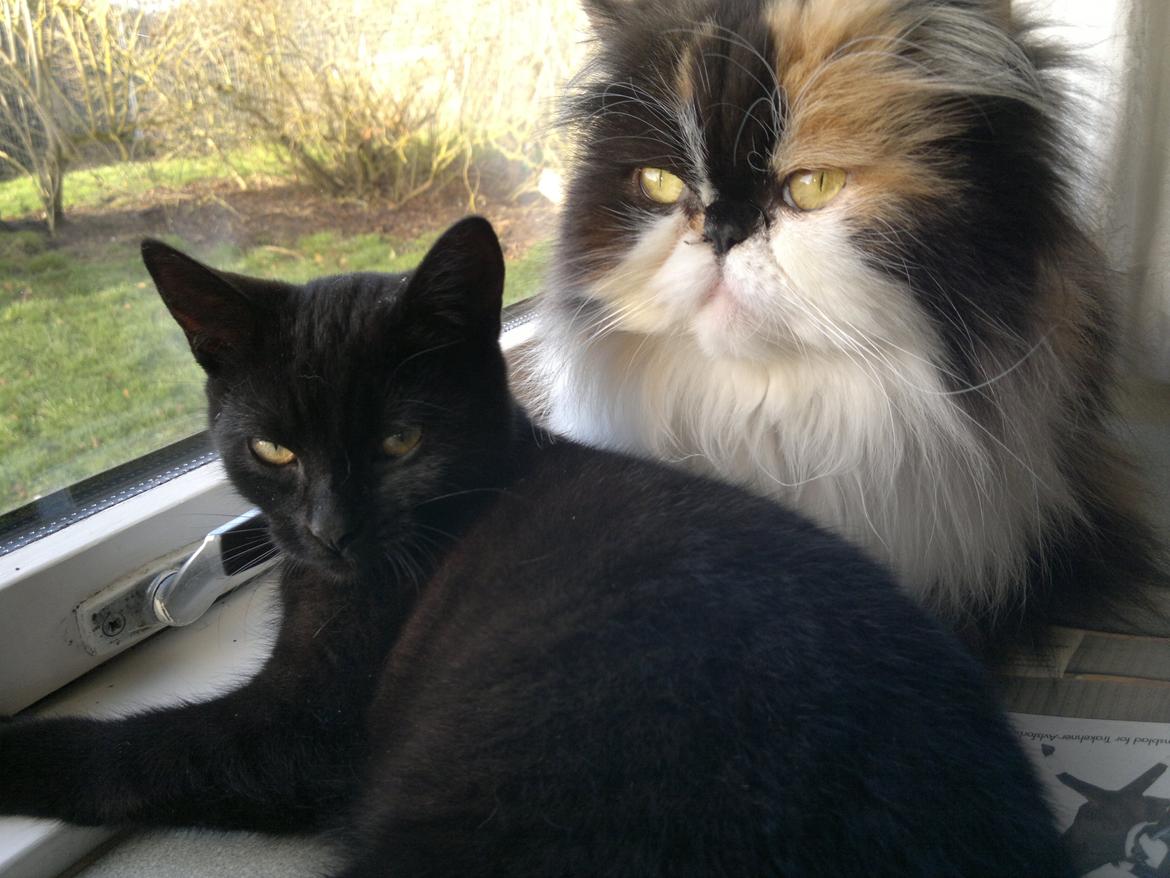 Huskat "Blackie " Alias "Lille punktum" billede 4