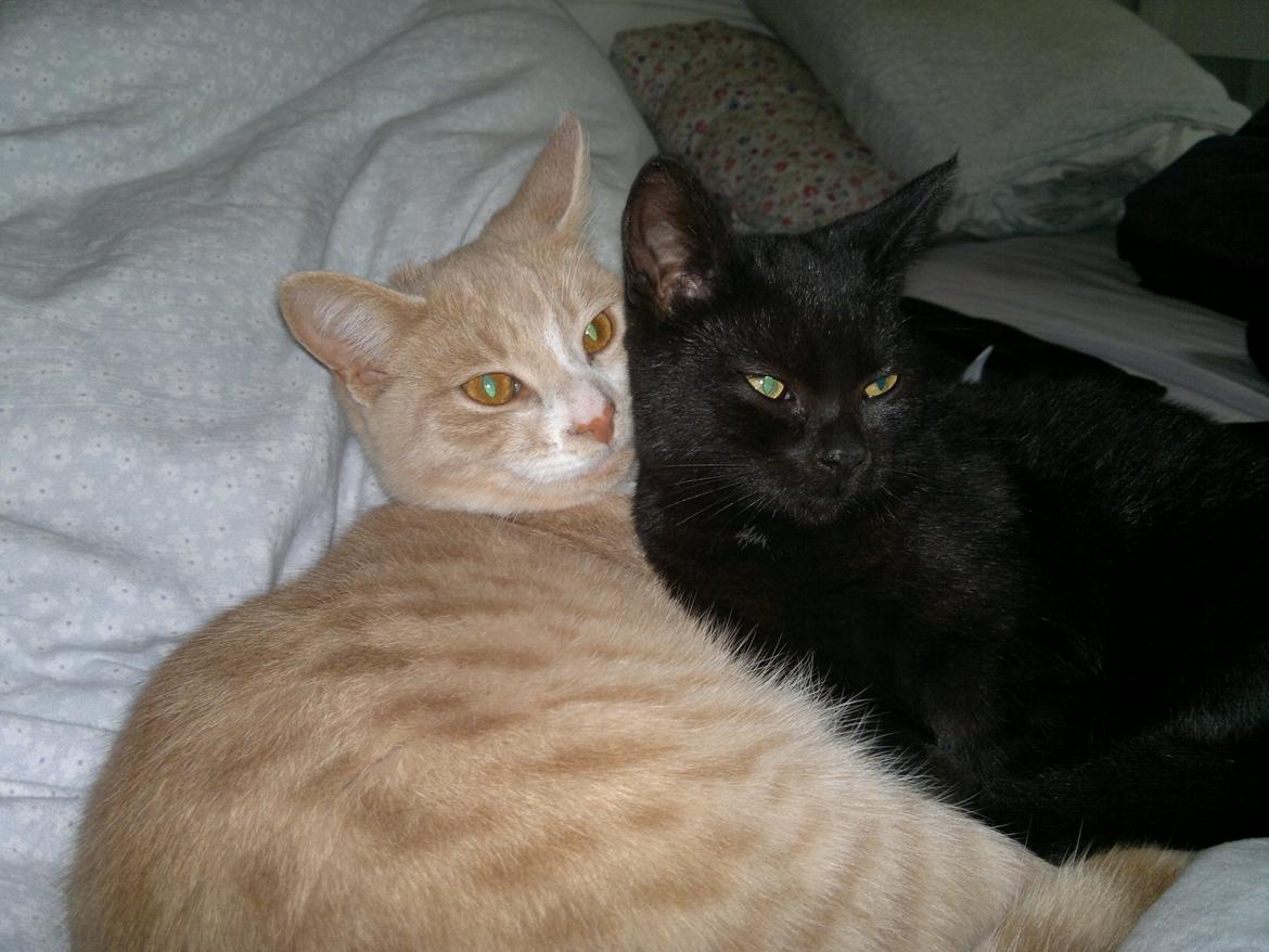 Huskat "Blackie " Alias "Lille punktum" billede 5