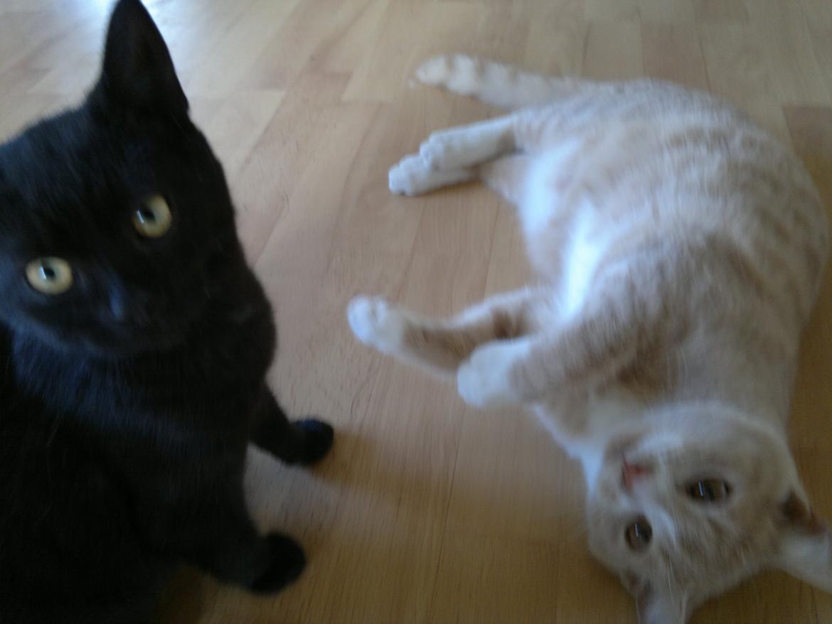 Huskat "Blackie " Alias "Lille punktum" billede 6