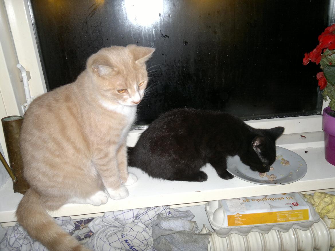 Huskat "Blackie " Alias "Lille punktum" billede 7