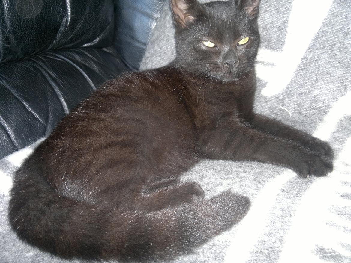 Huskat "Blackie " Alias "Lille punktum" billede 8