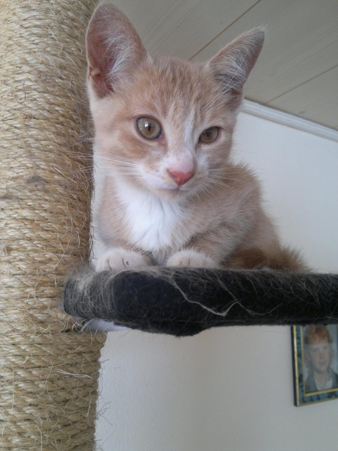 Huskat " Tessi" billede 1