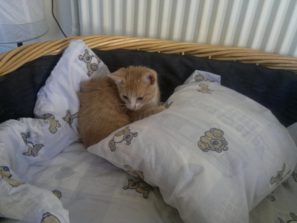 Huskat " Tessi" billede 2