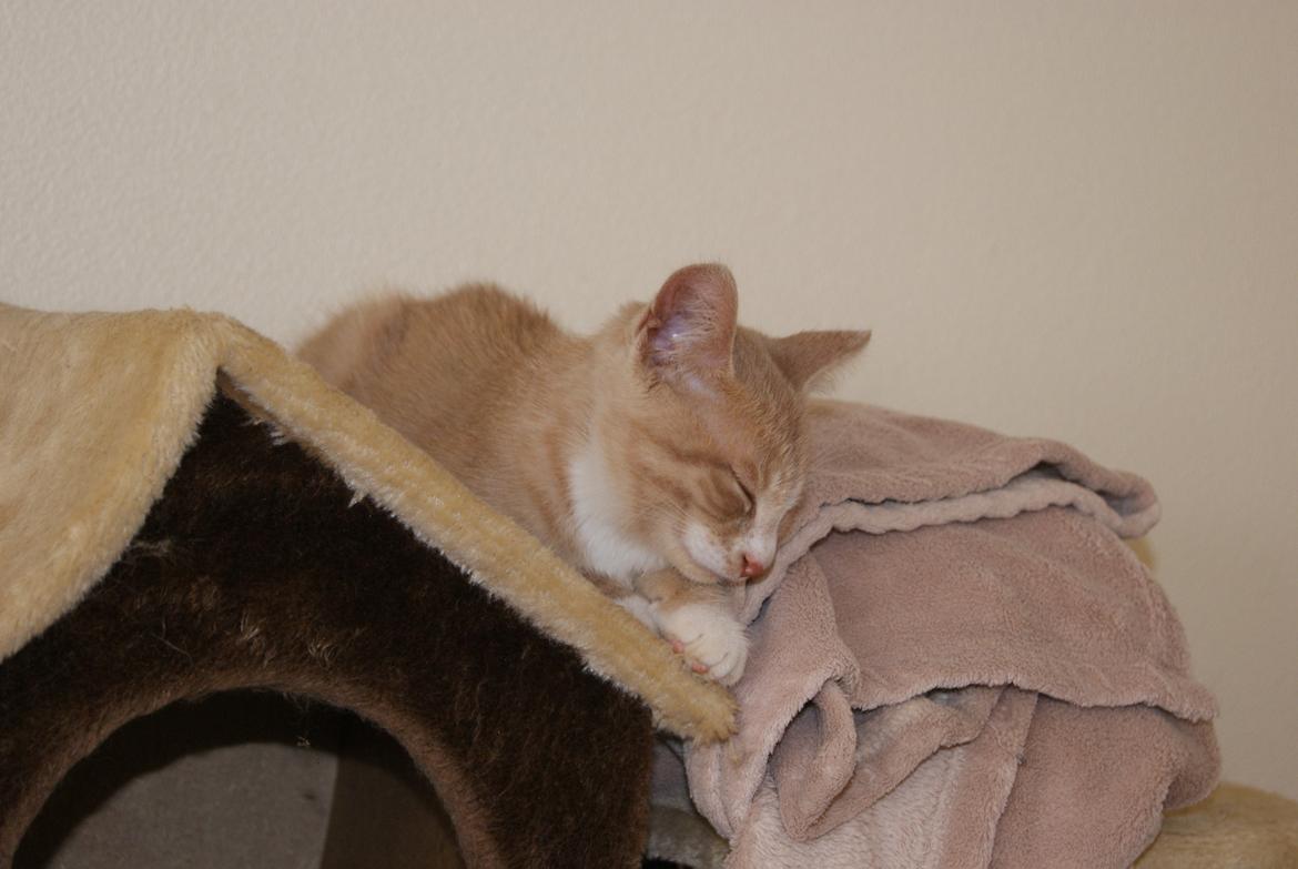 Huskat " Tessi" billede 3